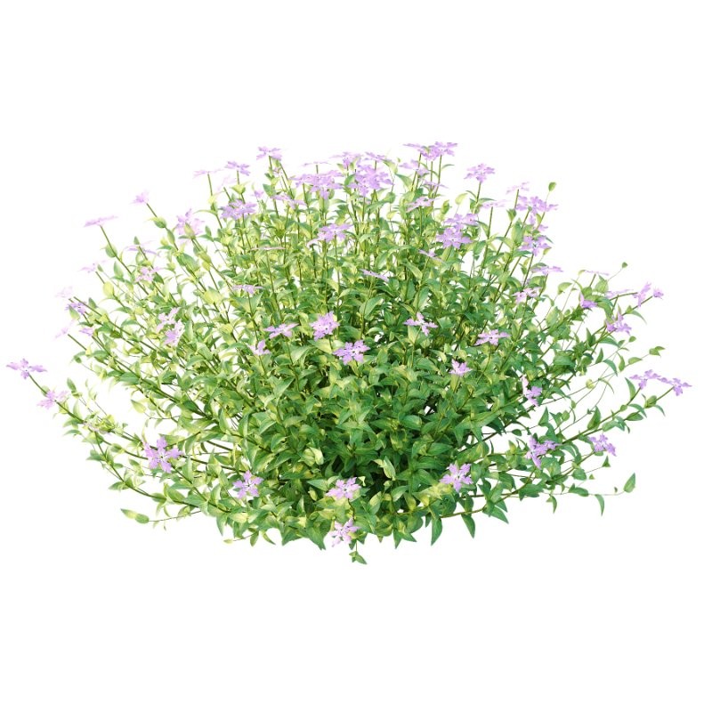 Vinca Minor Plant 02 - Image 1