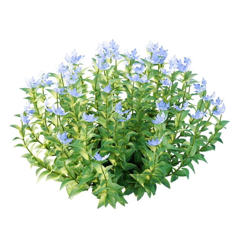 Vinca Minor Plant 02 - Image 3