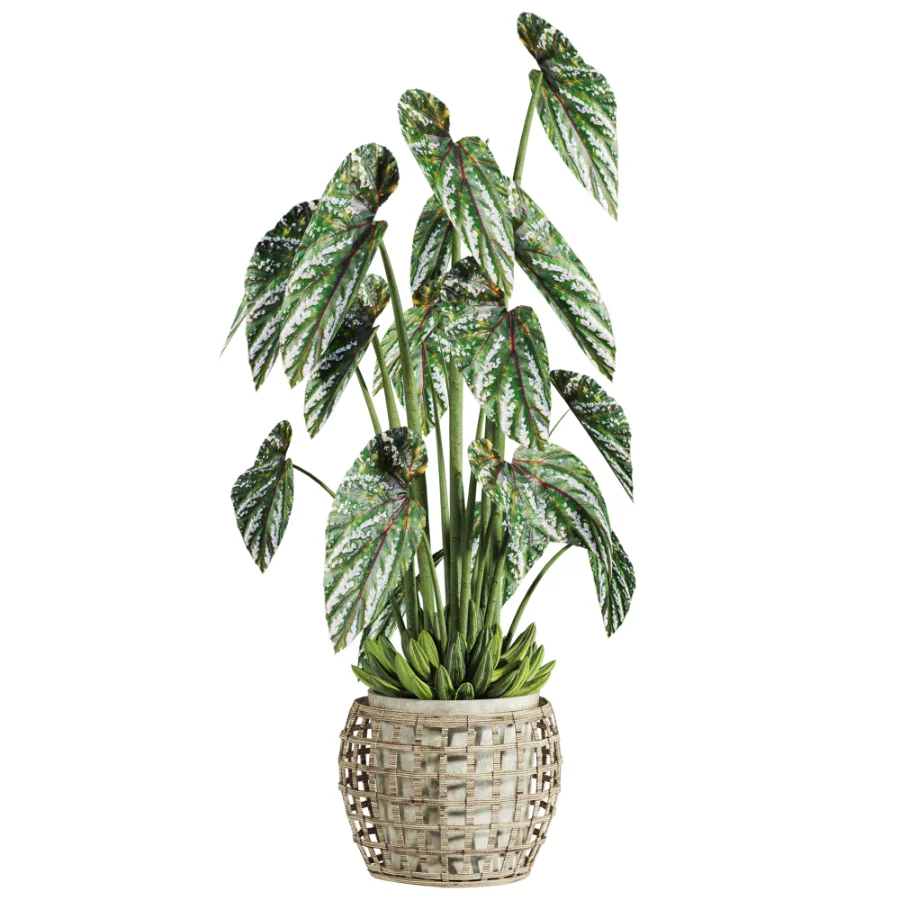 potted plant - Image 1
