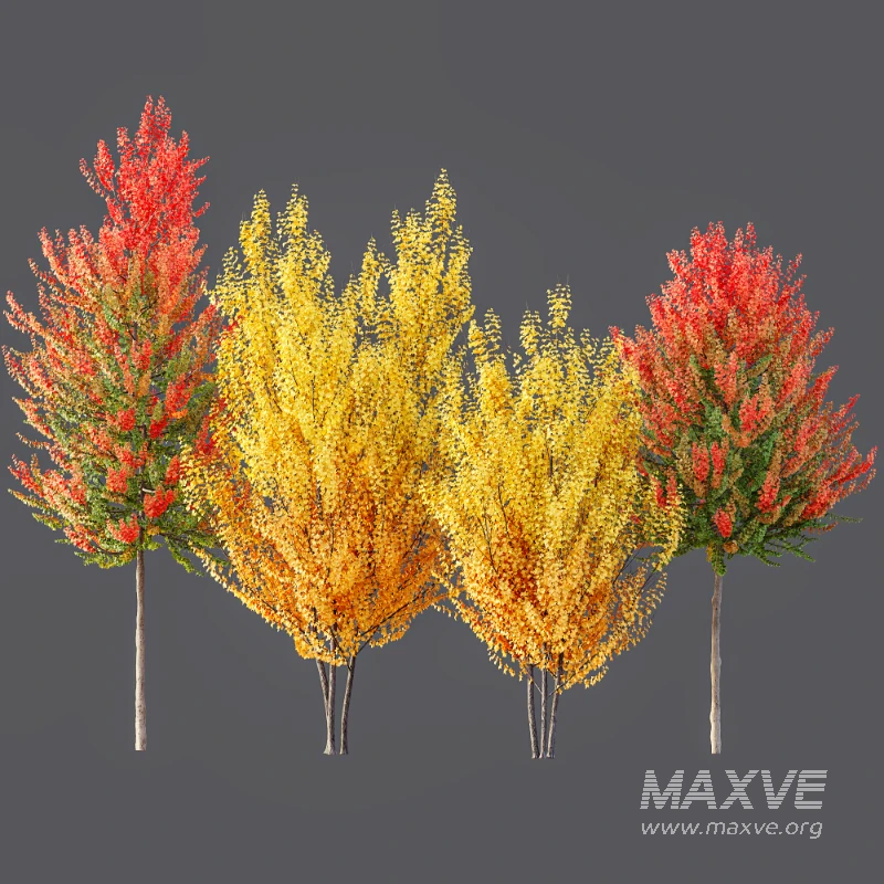 AV Acer X freemanii Freeman Maple Sapindaceae 01 - Image 6