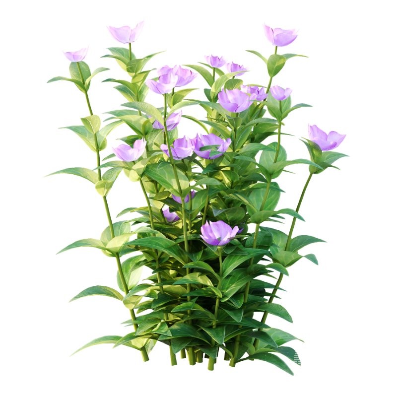 Vinca Minor Plant 01 - Image 6