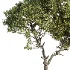 Tree Set44 - Thumbnail 3