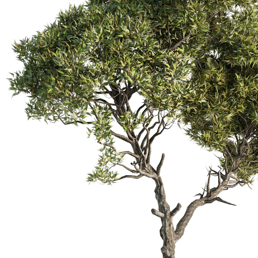 Tree Set44 - Image 3