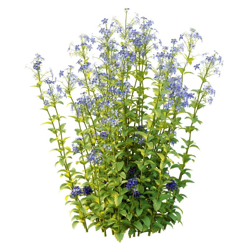 Borago officinalis Plants 01 - Image 2