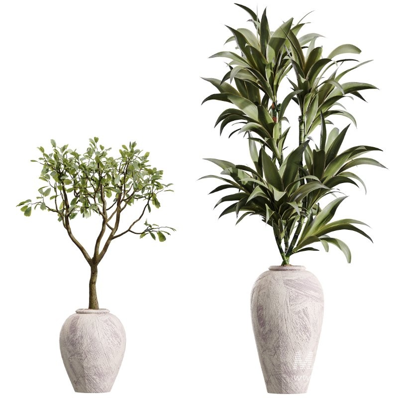 AV Indoor Plants Set 432 Calathea Dragon Palm Ficus Olive - Image 6