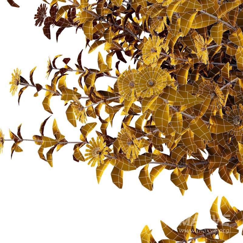 Aster tataricus tatarian aster Plants 03 - Image 3