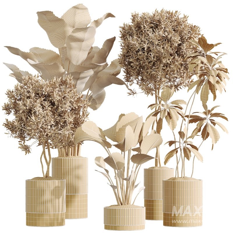 AV Indoor Plants Set 431 Ficus Olive Banana ParadiseBird - Image 8