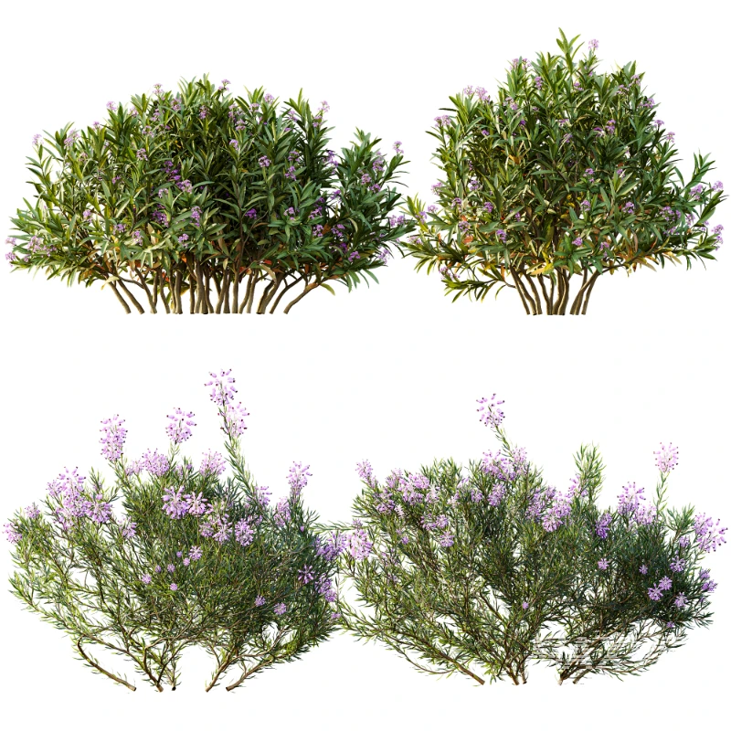 AV Nerium Oleander Laurier Kaner Rose Pink and Wild Erica Multiflora Bruyere Fiche - Image 9