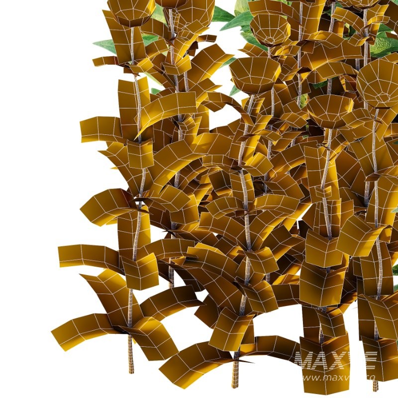 Vinca Minor Plant 03 - Image 3