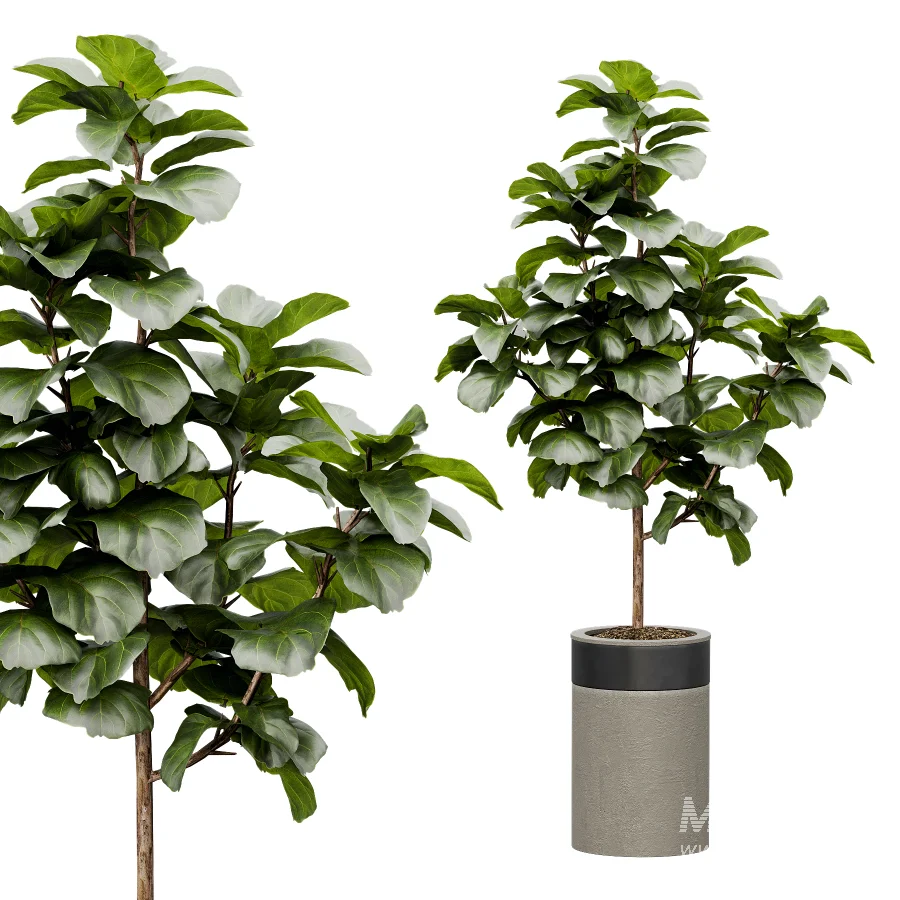 Indoor Plant 30 - Image 1