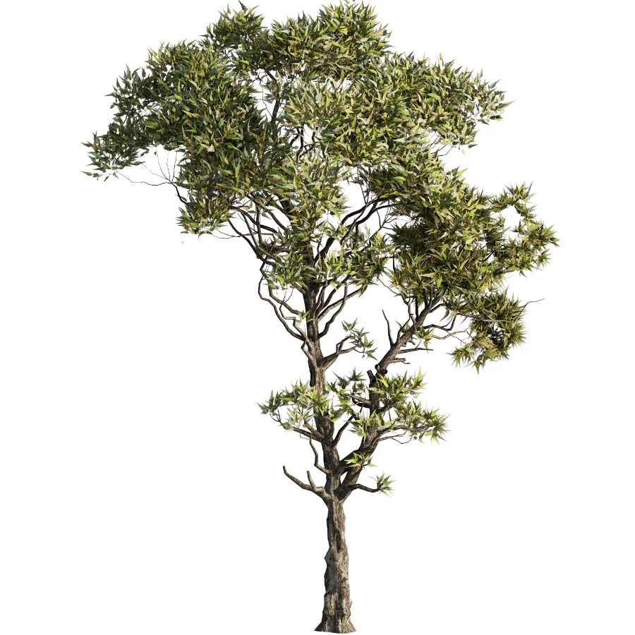 Tree Set39-Urban tree - Image 3