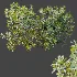 AV Plant Bush Bilberry Vaccinium Myrtillus Fruit - Thumbnail 9