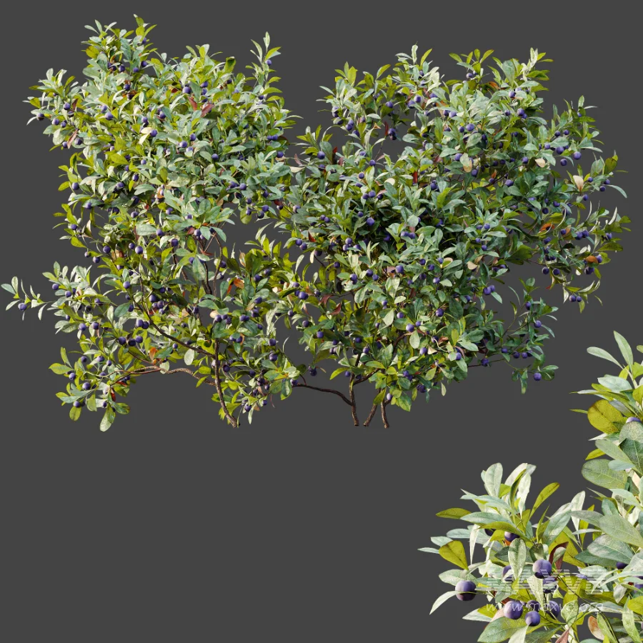 AV Plant Bush Bilberry Vaccinium Myrtillus Fruit - Image 9