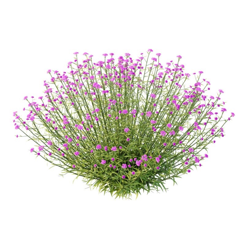 Verbena Bonariensis Plant 04 - Image 1