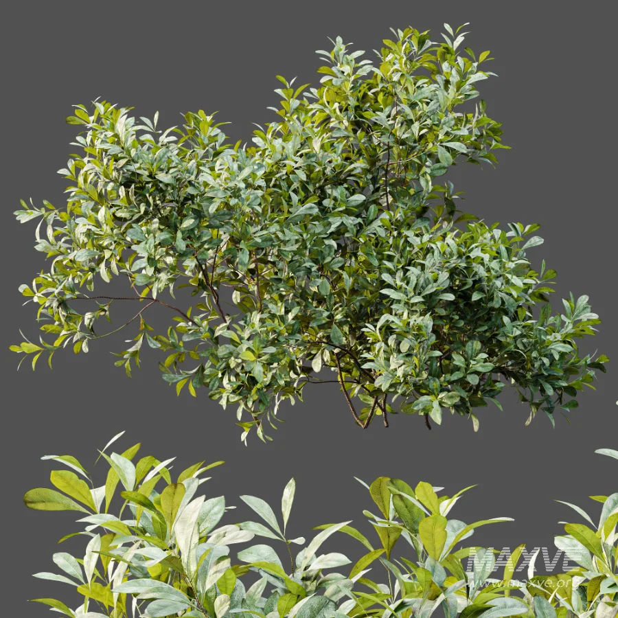 AV Plant Bush Bilberry Vaccinium Myrtillus - Image 7