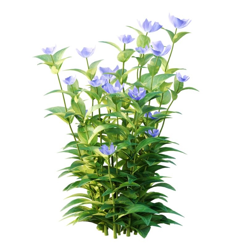 Vinca Minor Plant 01 - Image 3