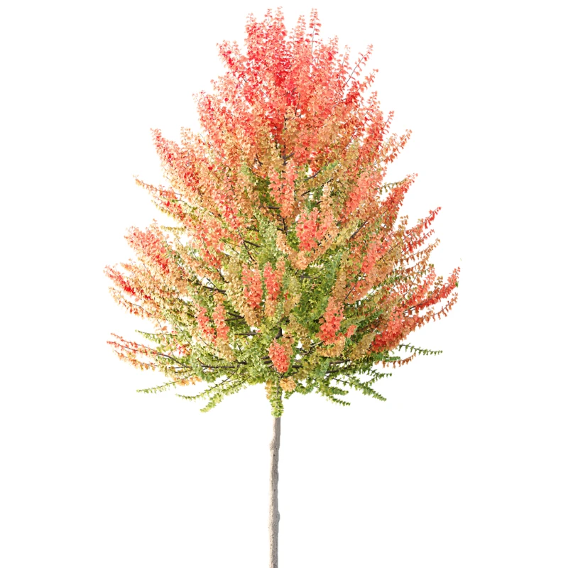 AV Acer X freemanii Freeman Maple Sapindaceae 01 - Image 1