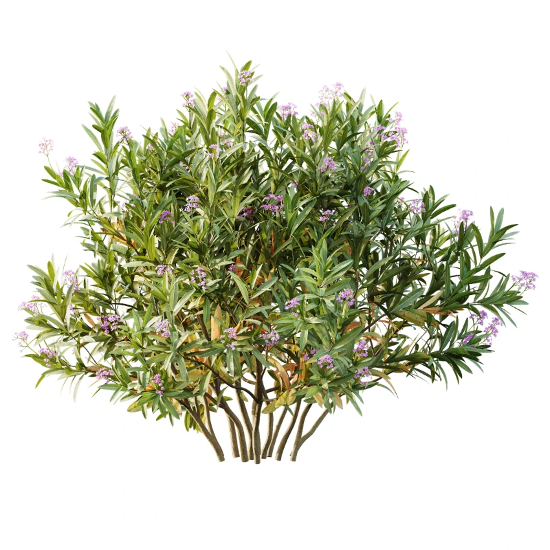 AV Nerium Oleander Laurier Kaner Rose Pink and Wild Erica Multiflora Bruyere Fiche - Image 5