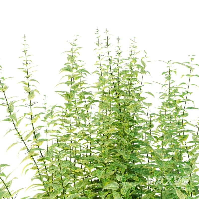 Common Nettle Urtica dioica Plant 02 - Image 2