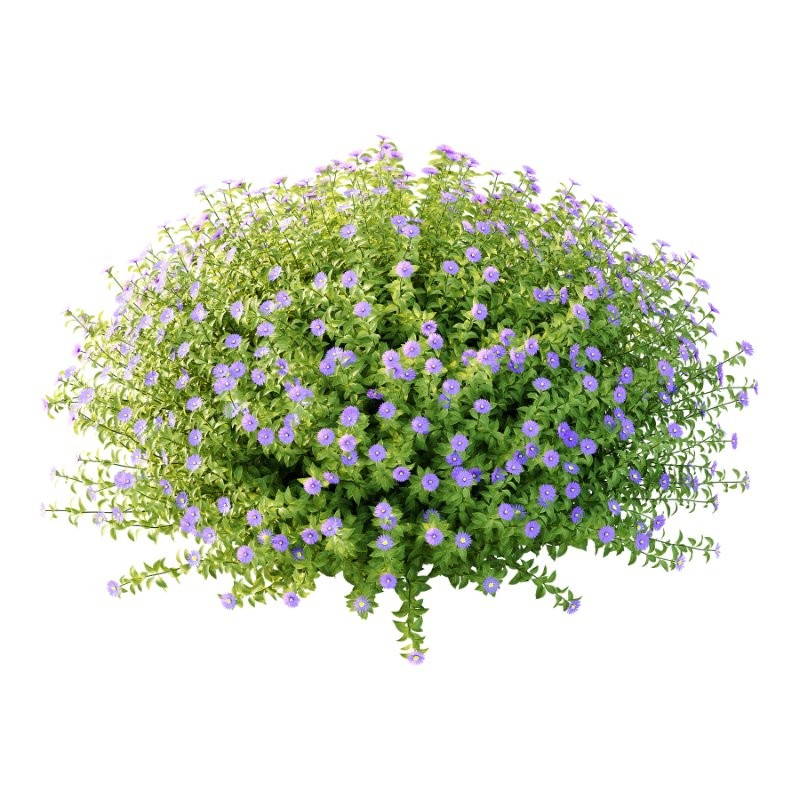 Aster tataricus tatarian aster Plants 03 - Image 1