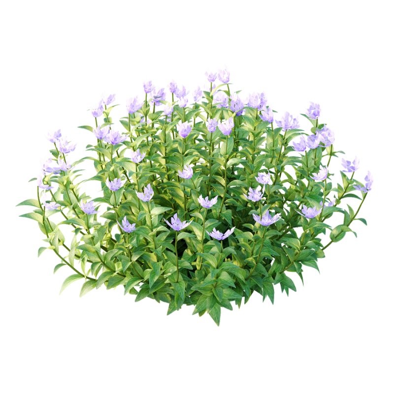 Vinca Minor Plant 02 - Image 2