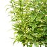 Common Nettle Urtica dioica Plant 01 - Thumbnail 3