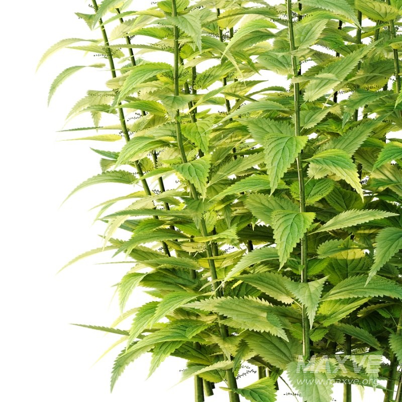 Common Nettle Urtica dioica Plant 01 - Image 3