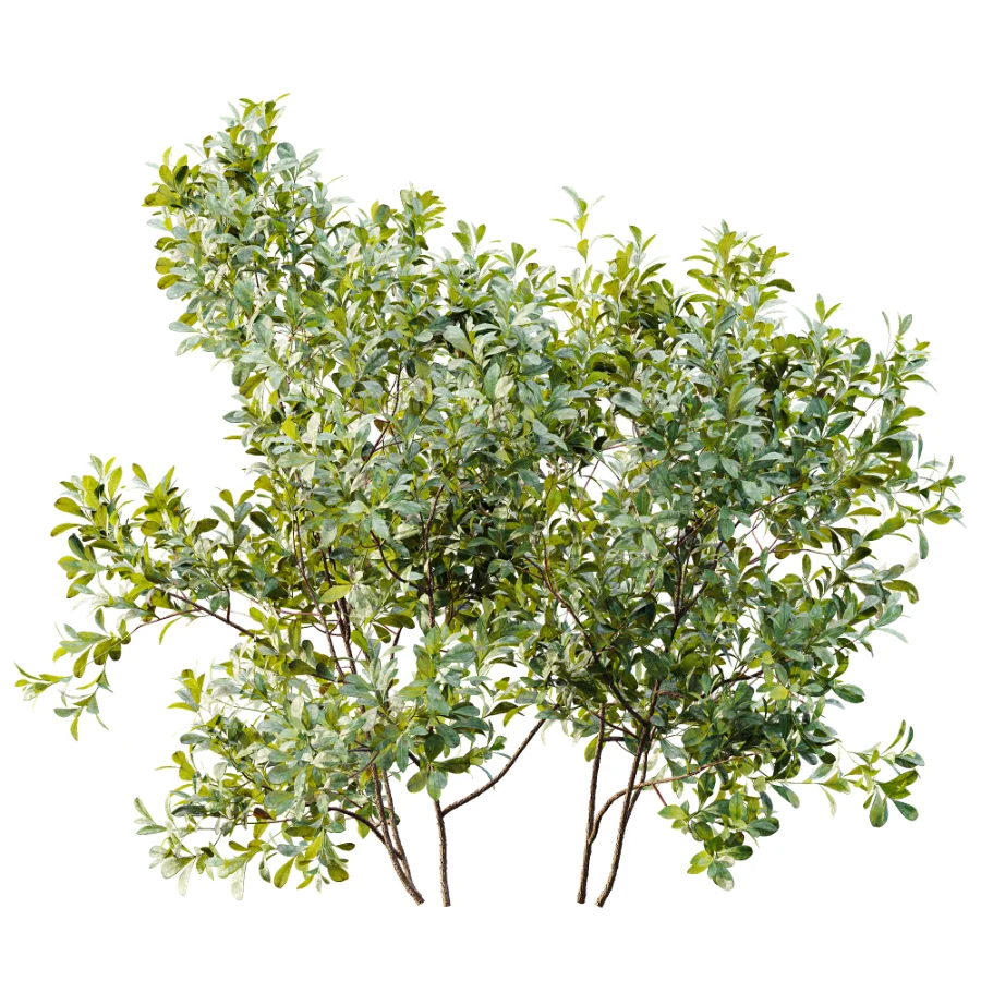 AV Plant Bush Bilberry Vaccinium Myrtillus - Image 2