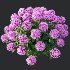 AV Smooth Wild Hydrangea and Lavandula Pedunculata - Thumbnail 6