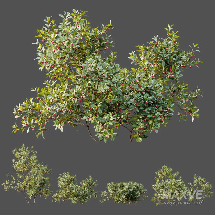 AV Plant Bush Bilberry Vaccinium Myrtillus Flower - Image 9