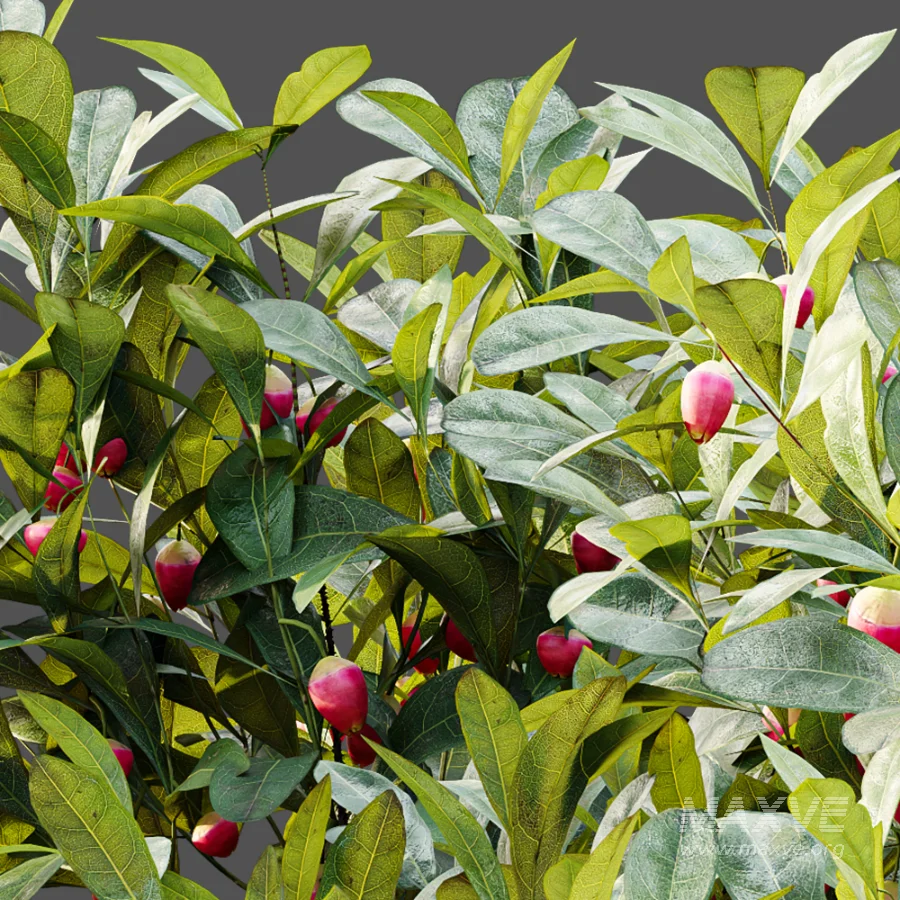 AV Plant Bush Bilberry Vaccinium Myrtillus Flower - Image 3