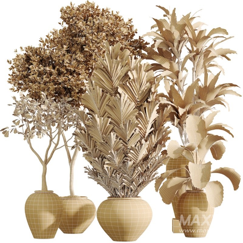 AV Indoor Plants Set 432 Calathea Dragon Palm Ficus Olive - Image 8