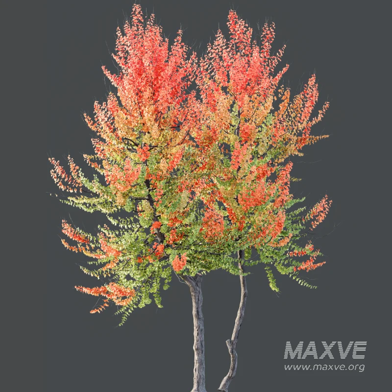 AV Acer X freemanii Freeman Maple Sapindaceae - Image 3