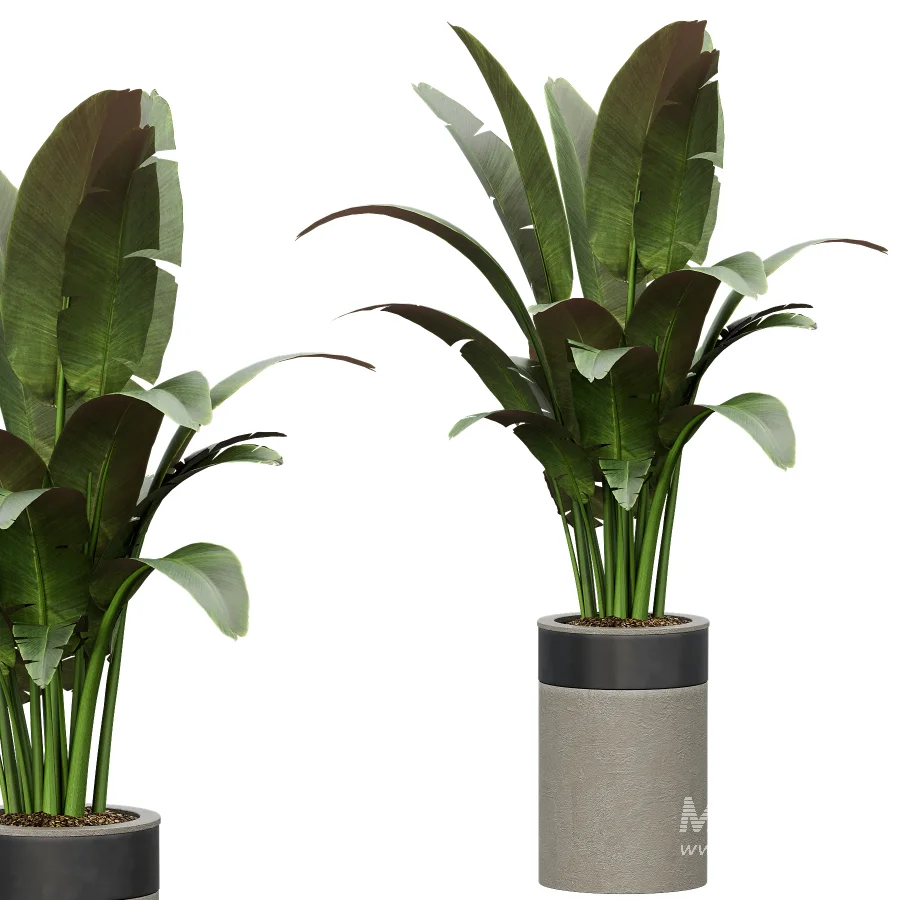 Indoor Plant 30 - Image 5