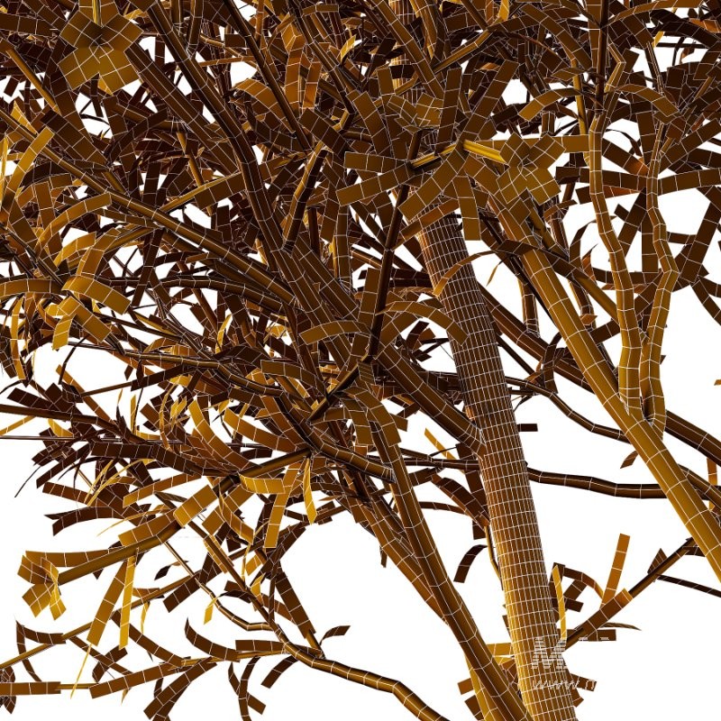 nerium oleander pink tree 01 - Image 6