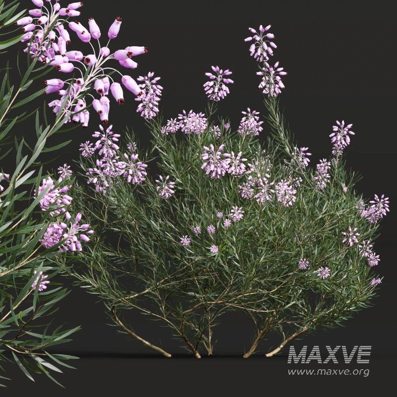 AV Nerium Oleander Laurier Kaner Rose Pink and Wild Erica Multiflora Bruyere Fiche - Image 4