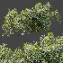AV Plant Bush Bilberry Vaccinium Myrtillus Fruit - Thumbnail 10