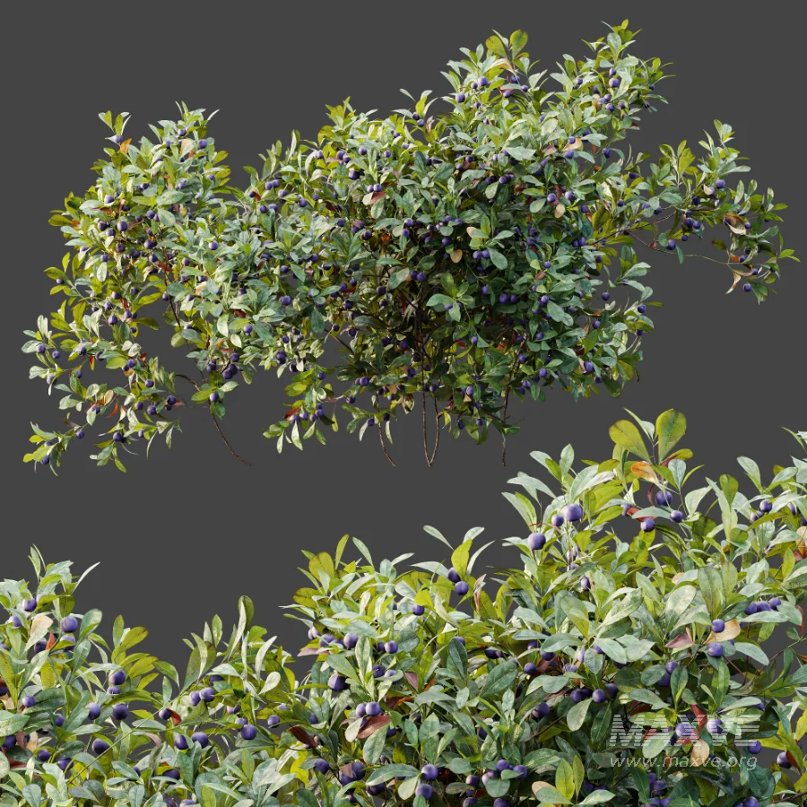 AV Plant Bush Bilberry Vaccinium Myrtillus Fruit - Image 10
