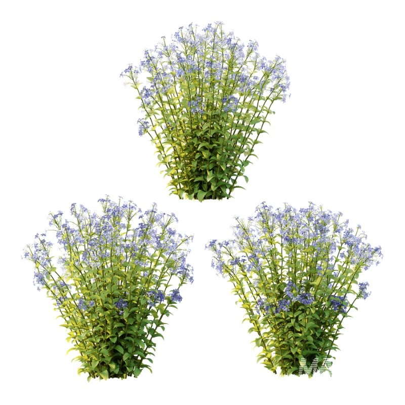 Borago officinalis Plants 02 - Image 1