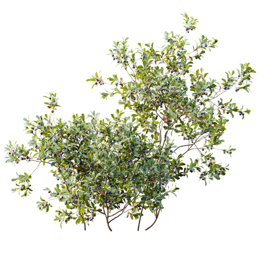 AV Plant Bush Bilberry Vaccinium Myrtillus Fruit - Image 1