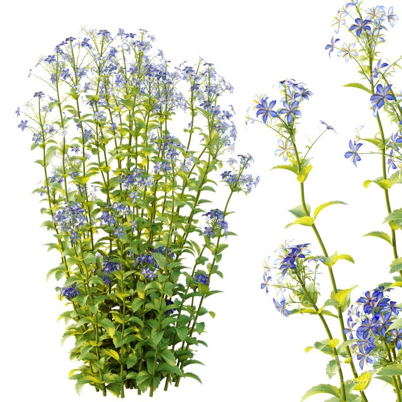 Borago officinalis Plants 01 - Image 3