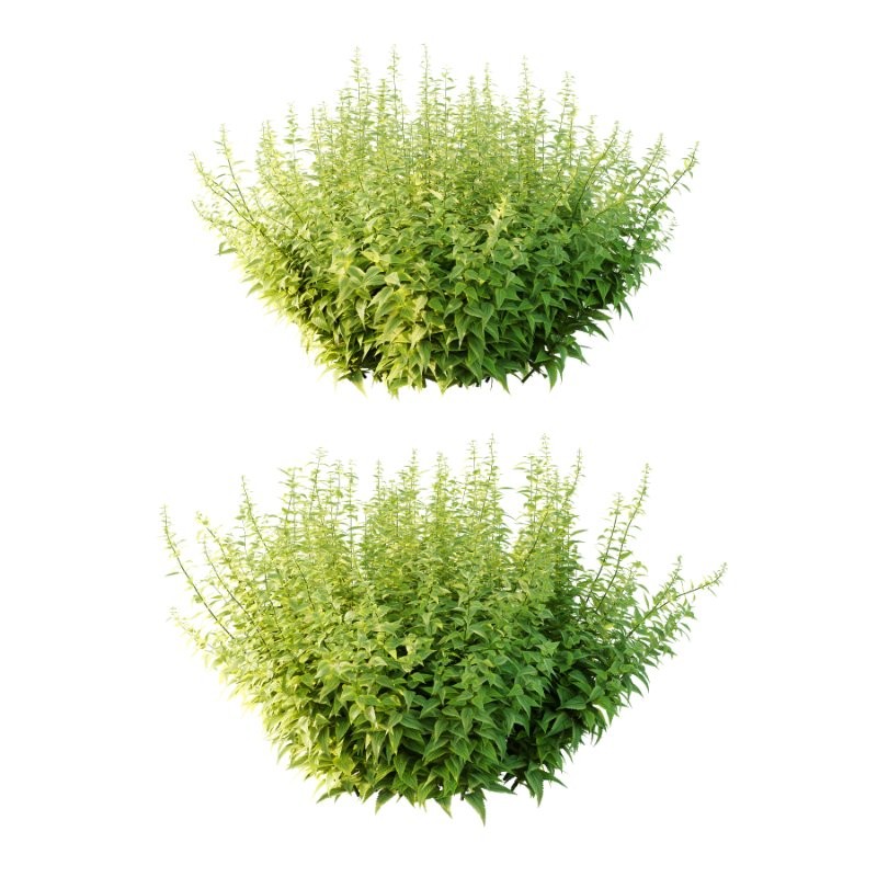 Common Nettle Urtica dioica Plant 03 - Image 1