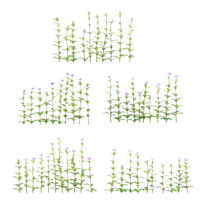 Vinca Minor Plant 03 - Image 1