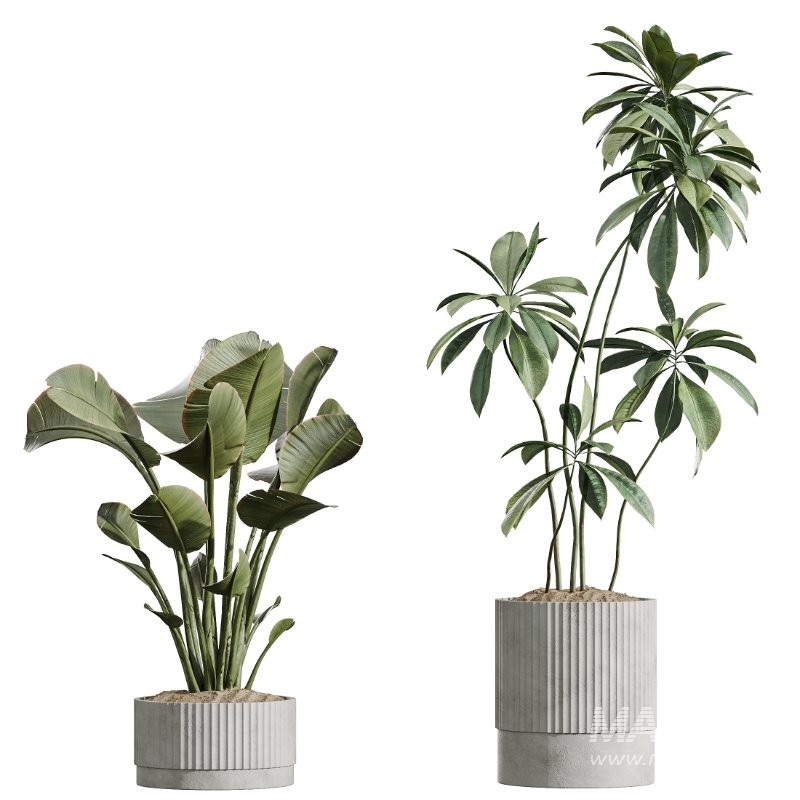AV Indoor Plants Set 431 Ficus Olive Banana ParadiseBird - Image 7