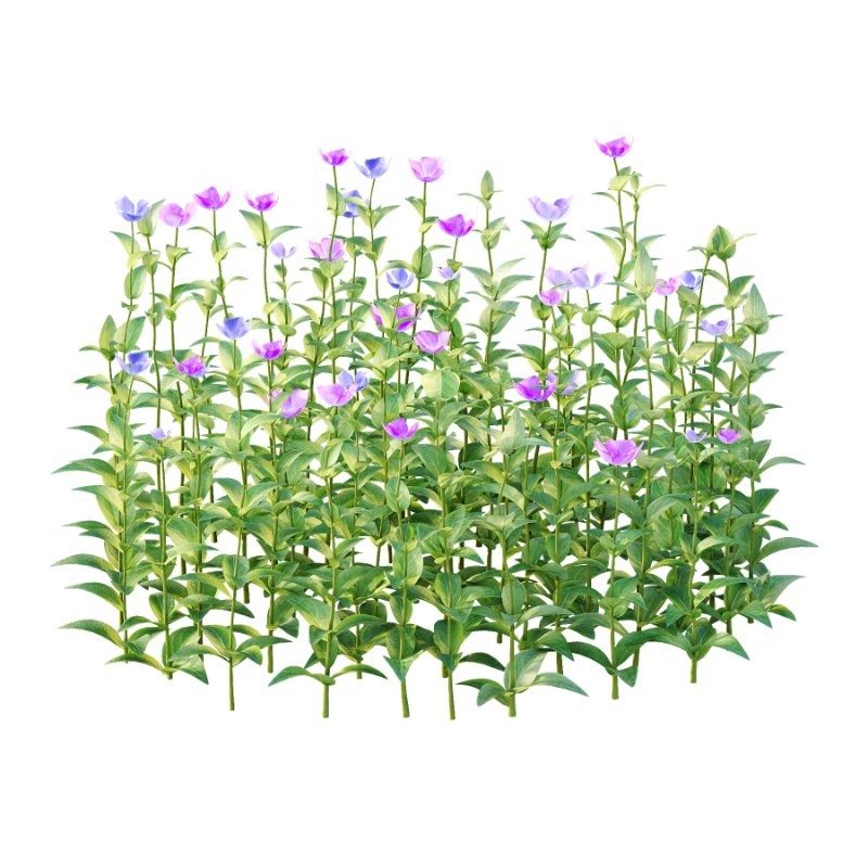 Vinca Minor Plant 03 - Image 2