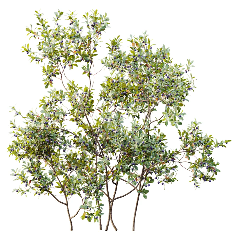 AV Plant Bush Bilberry Vaccinium Myrtillus Fruit - Image 5