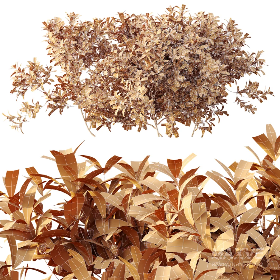 AV Plant Bush Bilberry Vaccinium Myrtillus Flower - Image 11