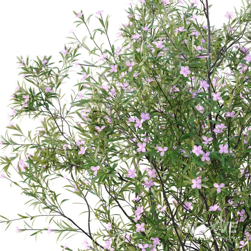 nerium oleander pink tree 01 - Image 5