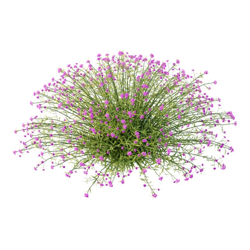 Verbena Bonariensis Plant 05 - Image 2