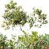 AV Plant Bush Bilberry Vaccinium Myrtillus Flower - Thumbnail 4